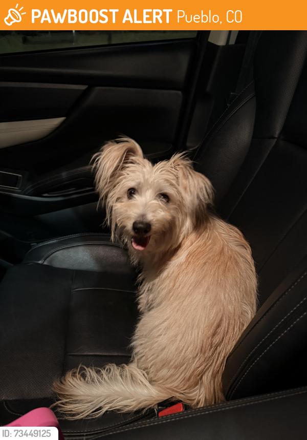 Found/Stray Unknown Dog last seen Elm St & Peakview Ave, Pueblo, CO 81004
