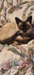 Reunited Male Cat last seen HEMLOCK, Oxnard, CA 93035