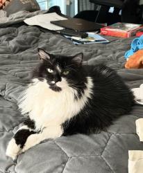 Reunited Female Cat last seen Corner of Knollwood and habersham, Atlanta, GA 30301
