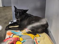 Shelter Stray Male Dog last seen Near River Run Drive, San Diego, CA, 92108, 5500 Gaines St, San Diego, CA 92110, USA