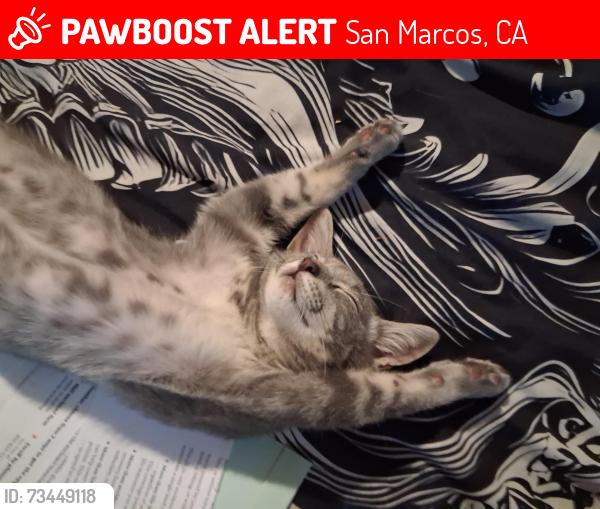 Lost Male Cat last seen Wallnut hills, San Marcos, CA 92078