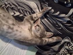 Lost Male Cat last seen Wallnut hills, San Marcos, CA 92078