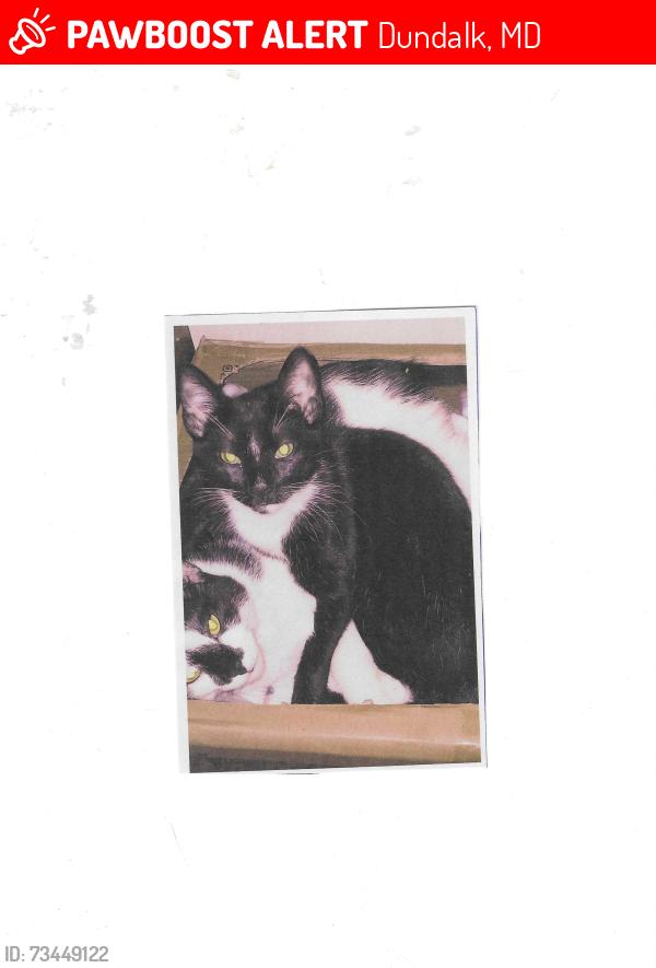 Lost Male Cat last seen Holibird ave and Alvah Ave, Dundalk, MD 21222