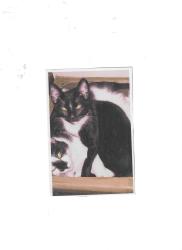 Lost Male Cat last seen Holibird ave and Alvah Ave, Dundalk, MD 21222