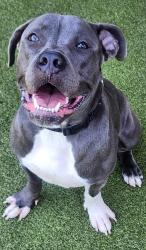 Shelter Stray Male Dog last seen Near Convention Way, San Diego, CA, 92101, El Cajon, CA 92020, USA