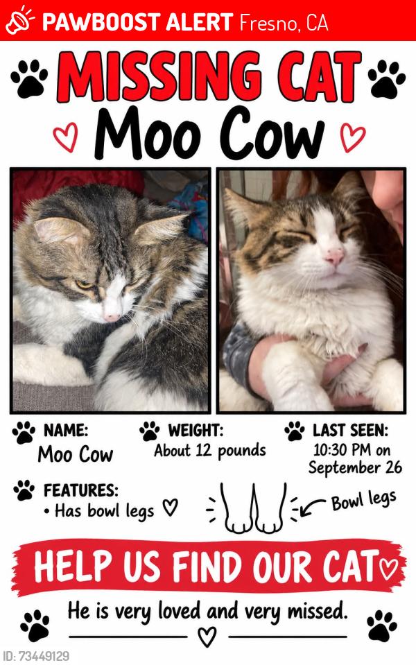 Lost Male Cat last seen Belmont &cedar, Fresno, CA 93702