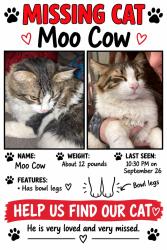 Lost Male Cat last seen Belmont &cedar, Fresno, CA 93702