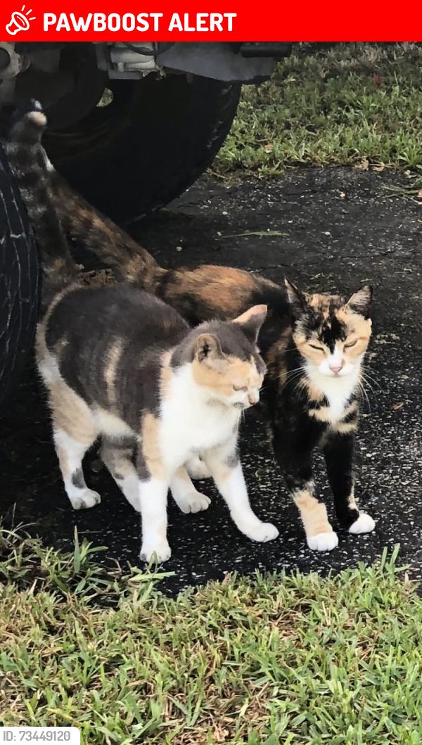 Lost Unknown Cat last seen NE 4th Street between NE 8th Ave and NE 10 Ave, Hallandale Beach, FL 33009