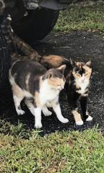 Lost Unknown Cat last seen NE 4th Street between NE 8th Ave and NE 10 Ave, Hallandale Beach, FL 33009