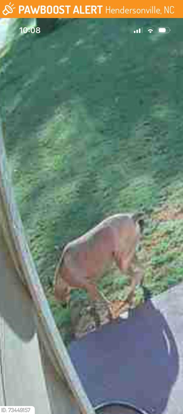 Found/Stray Unknown Dog last seen Ewart dr, Hendersonville, NC 28739