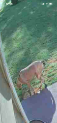 Found/Stray Unknown Dog last seen Ewart dr, Hendersonville, NC 28739