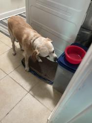 Found/Stray Female Dog last seen Highland, New Bern, NC 28560