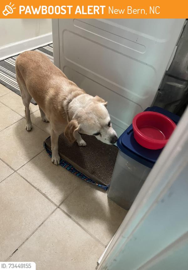 Found/Stray Female Dog last seen Highland, New Bern, NC 28560