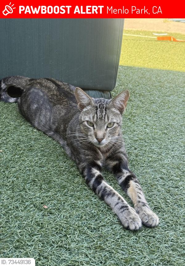 Lost Male Cat last seen Terminal st, Menlo Park, CA 94025