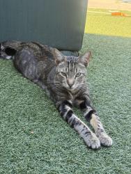 Lost Male Cat last seen Terminal st, Menlo Park, CA 94025