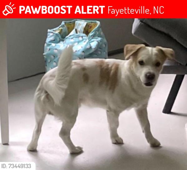 Lost Male Dog last seen Dobbin homes rd and middle rd eastover nc, Fayetteville, NC 28312