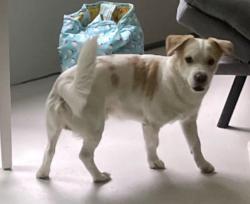 Lost Male Dog last seen Dobbin homes rd and middle rd eastover nc, Fayetteville, NC 28312