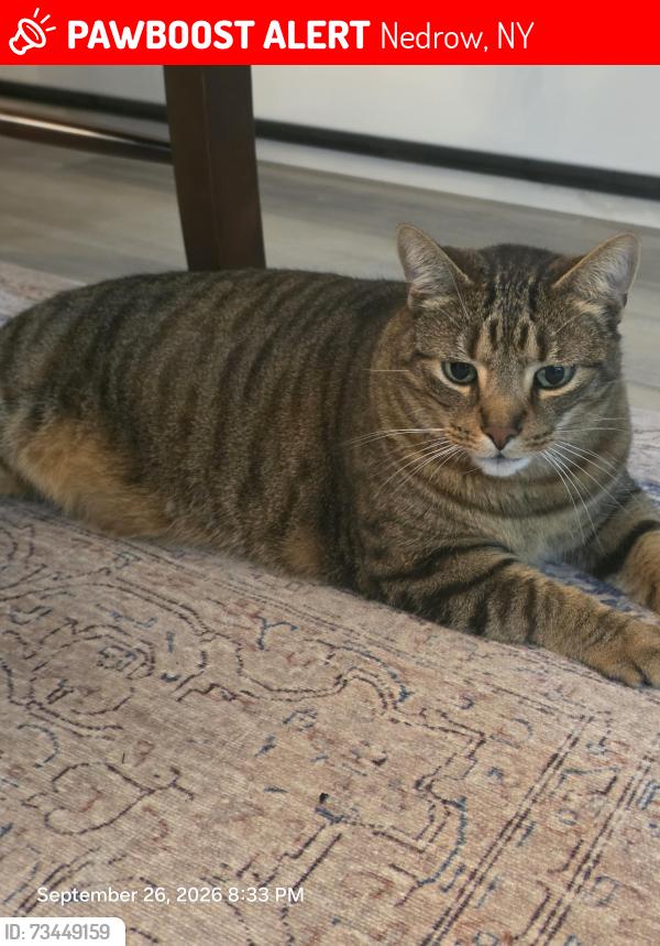 Lost Male Cat last seen Leon, Nedrow, NY 13205