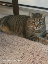 Lost Male Cat last seen Leon, Nedrow, NY 13205