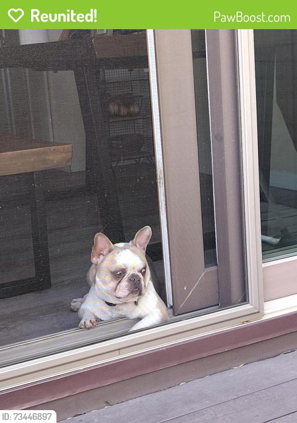 Reunited Male Dog last seen Maplebrook Pkwy, Minneapolis, MN 55445