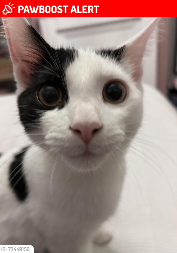 Lost Male Cat last seen Aldersley Avenue and Pendeford Avenue, West Midlands, England WV6 9HY