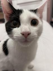 Lost Male Cat last seen Aldersley Avenue and Pendeford Avenue, West Midlands, England WV6 9HY