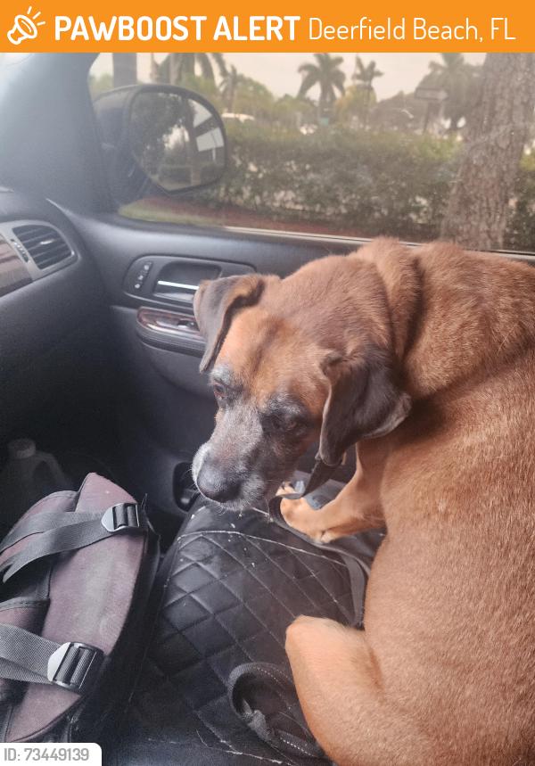 Found/Stray Unknown Dog last seen 10th street and federal hwy target parking lot, Deerfield Beach, FL 33441