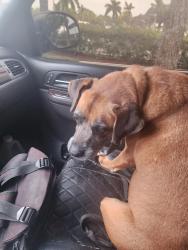 Found/Stray Unknown Dog last seen 10th street and federal hwy target parking lot, Deerfield Beach, FL 33441