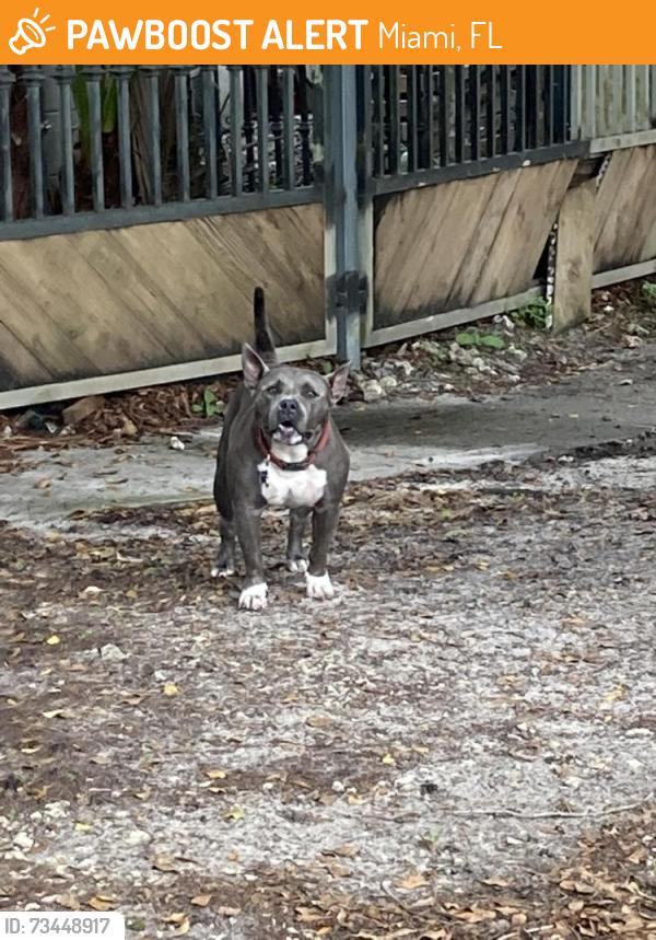 Found/Stray Female Dog last seen Sw 46 Terr and 60 ave, Miami, FL 33155
