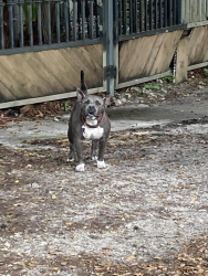 Found/Stray Female Dog last seen Sw 46 Terr and 60 ave, Miami, FL 33155
