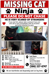 Reunited Male Cat last seen Next to Dollar General on N Main St, Almont, MI 48003
