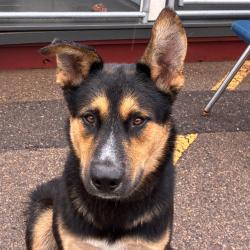 Shelter Stray Male Dog last seen , 1500 Idalia Rd NE, Bernalillo, NM 87004, USA