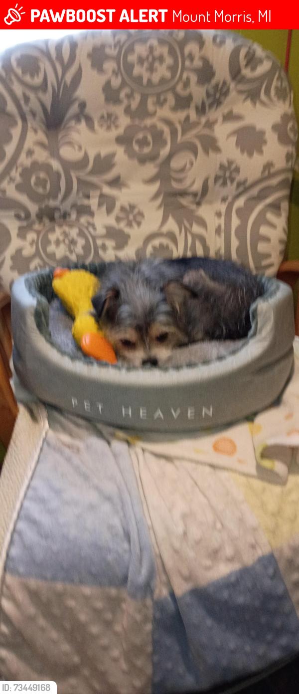 Lost Female Dog last seen Walter n Wisner off north saginaw, Mount Morris, MI 48458