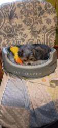 Lost Female Dog last seen Walter n Wisner off north saginaw, Mount Morris, MI 48458