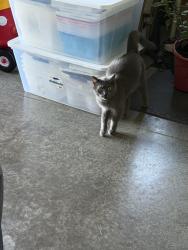Found/Stray Unknown Cat last seen flt Rock and hwy 27, Marion Township, IN 46819