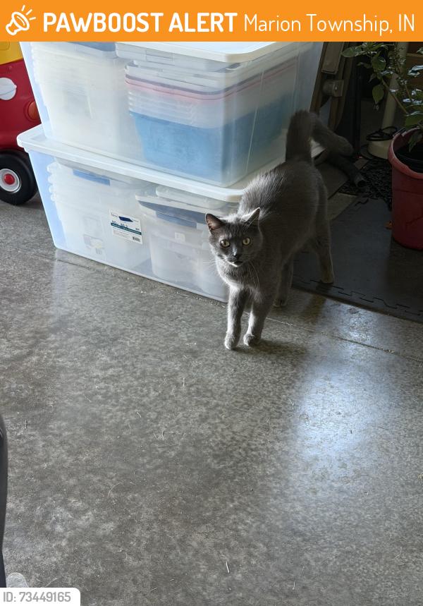 Found/Stray Unknown Cat last seen flt Rock and hwy 27, Marion Township, IN 46819