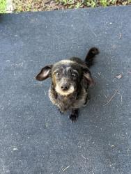 Found/Stray Male Other last seen Juniper street, Charleston, SC 29407