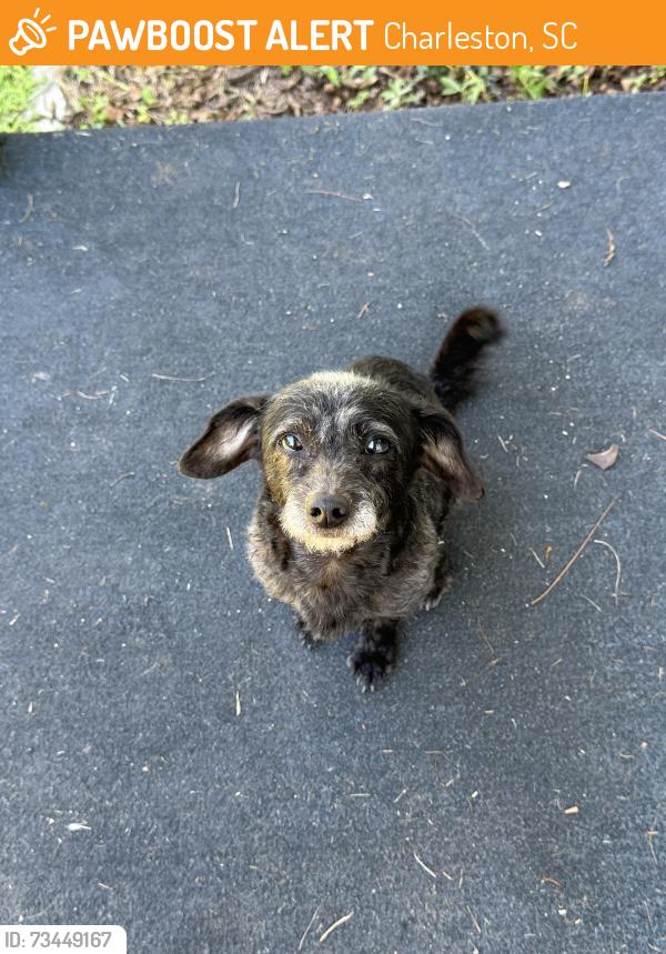Found/Stray Male Other last seen Juniper street, Charleston, SC 29407