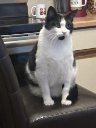 Lost Male Cat last seen 13 mile and masonic, St. Clair Shores, MI 48082