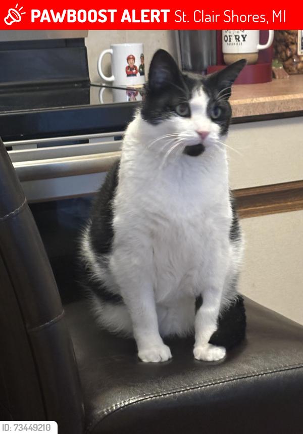 Lost Male Cat last seen 13 mile and masonic, St. Clair Shores, MI 48082