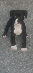 Lost Female Dog last seen Hilltop Road, Brandon, FL 33510