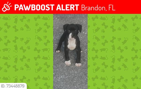 Lost Female Dog last seen Hilltop Road, Brandon, FL 33510