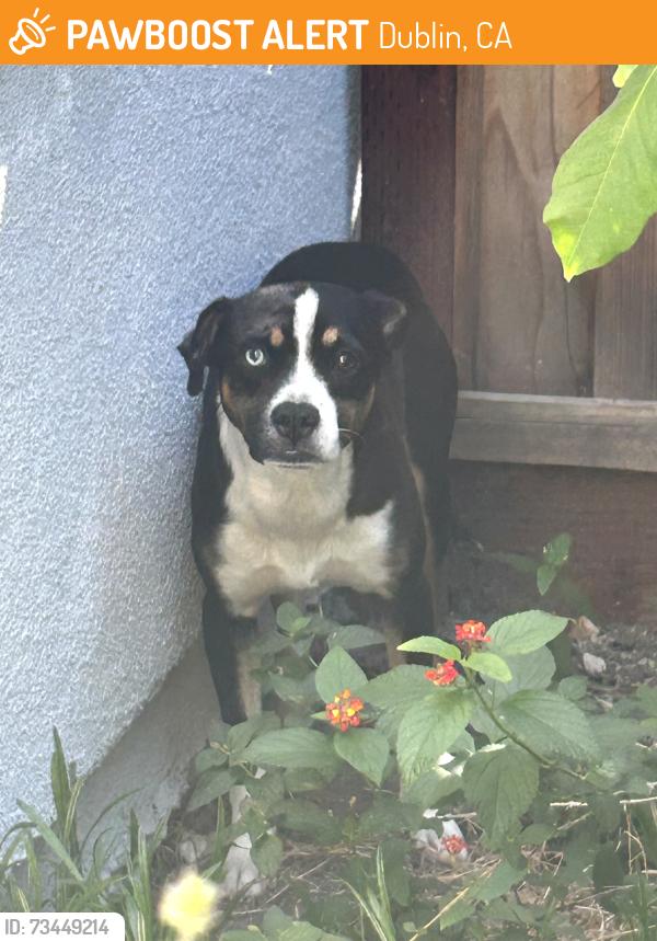 Found/Stray Unknown Dog last seen Near Foxford Way, Dublin, CA 94568