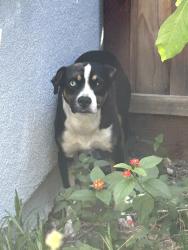 Found/Stray Unknown Dog last seen Near Foxford Way, Dublin, CA 94568