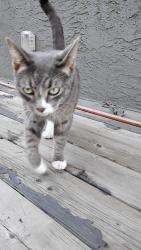 Found/Stray Male Cat last seen Kingdom Hall of Jehovah's Witnesses, Calgary, AB T2A 3B1