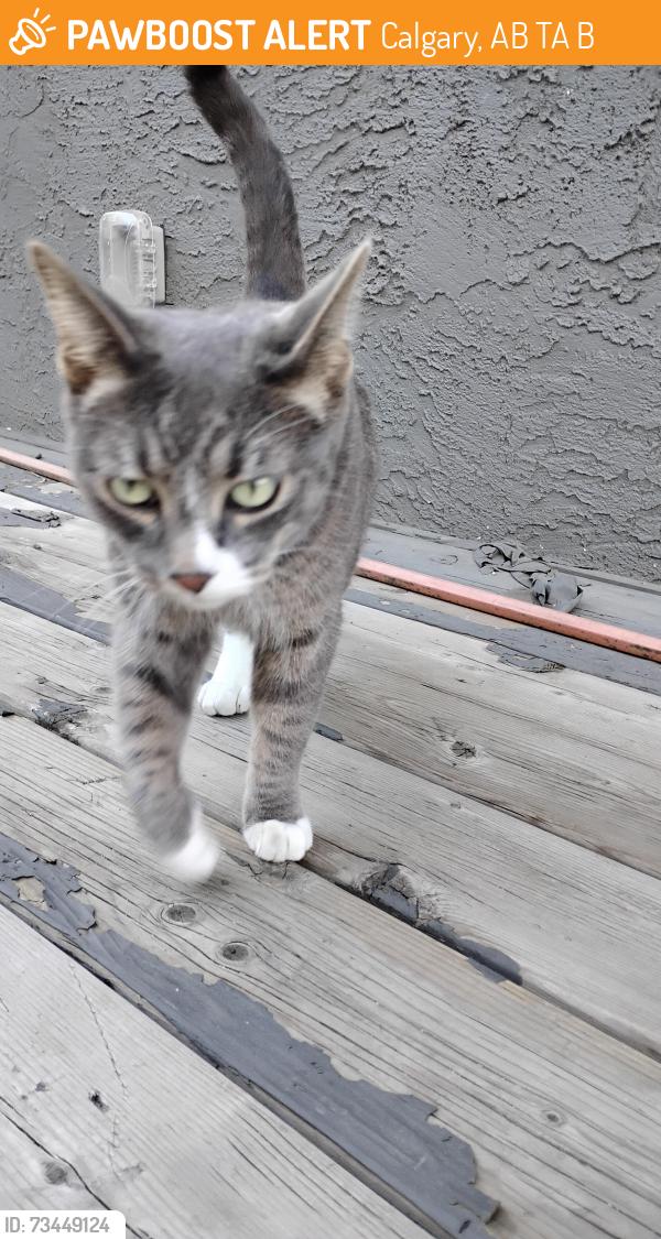 Found/Stray Male Cat last seen Kingdom Hall of Jehovah's Witnesses, Calgary, AB T2A 3B1