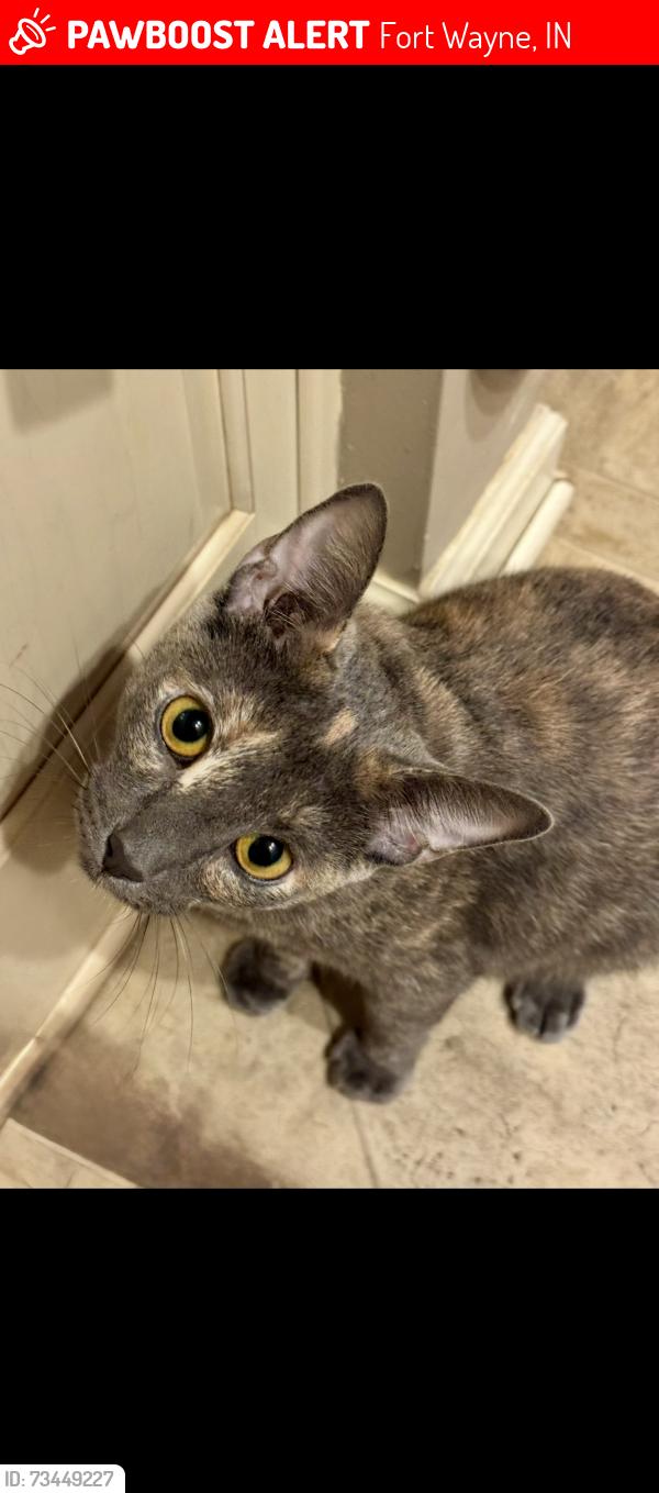 Lost Female Cat last seen Eastbrook drive, Fort Wayne, IN 46805