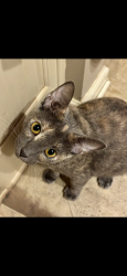 Lost Female Cat last seen Eastbrook drive, Fort Wayne, IN 46805