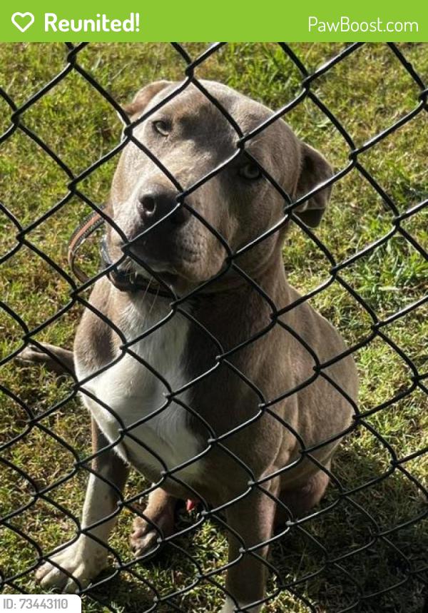 Reunited Male Dog last seen Browning Road and Everett Mountain, Browning Rd, GA 30153