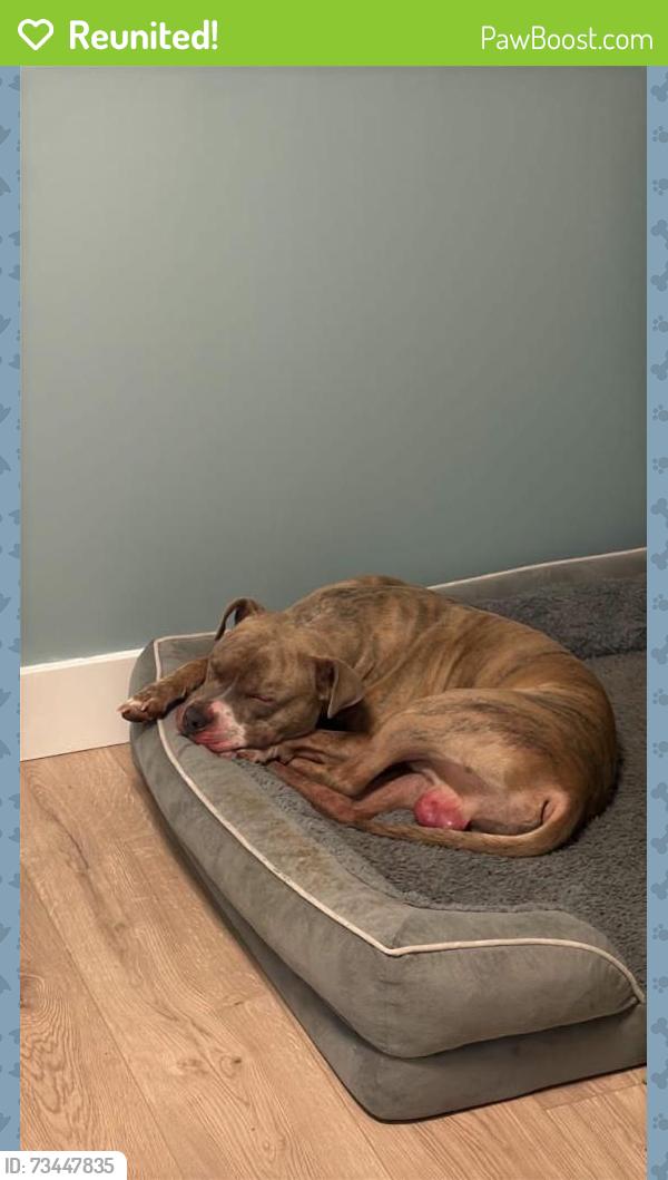 Reunited Male Dog last seen Mckeesport, McKeesport, PA 15132